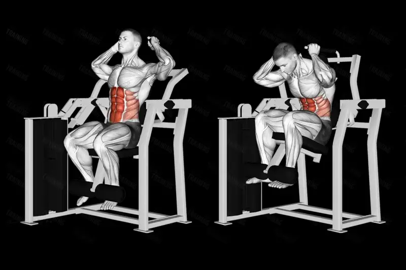 4.    عضلات شکم (Abs) 