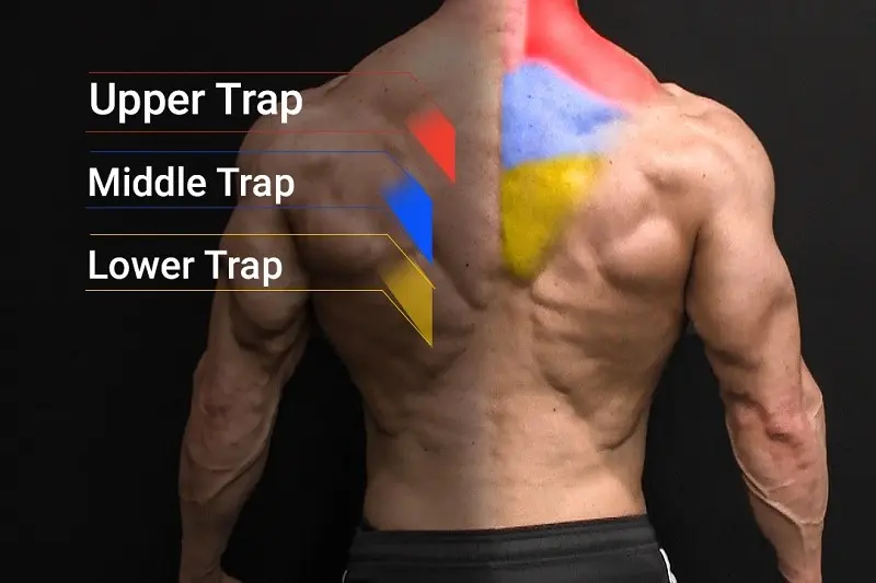 9.    عضلات ذوزنقه‌ای (Traps) 