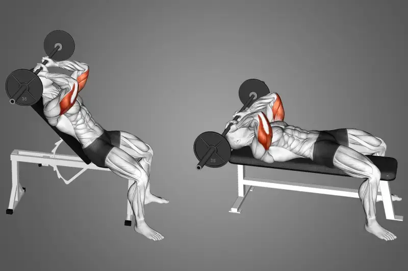 11.   عضلات سه‌سر بازو (Triceps) 