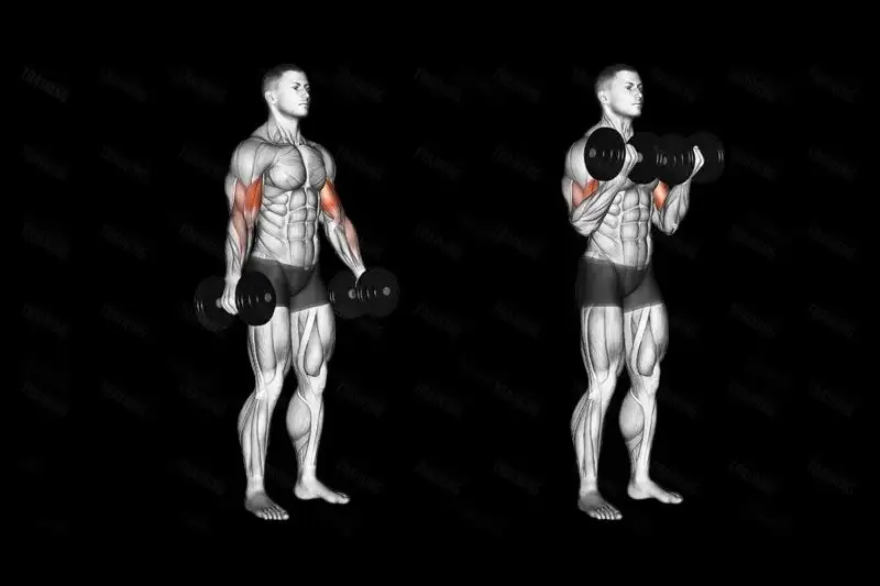 ۲. جلو بازو (Bicep curl)  