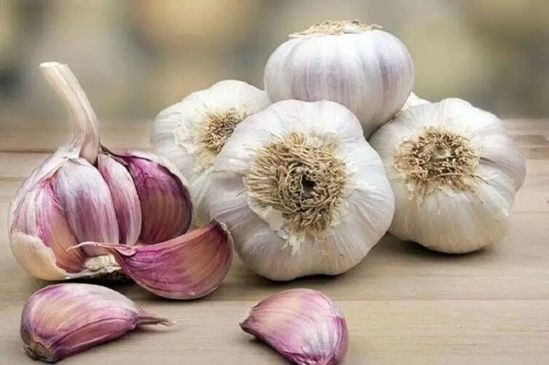 مواد-غذایی-باعث-بوی-بد-بدن-می‌شود