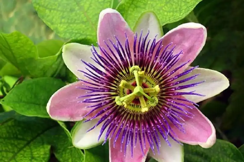 دمنوش گل ساعتی (پاسیفلورا)