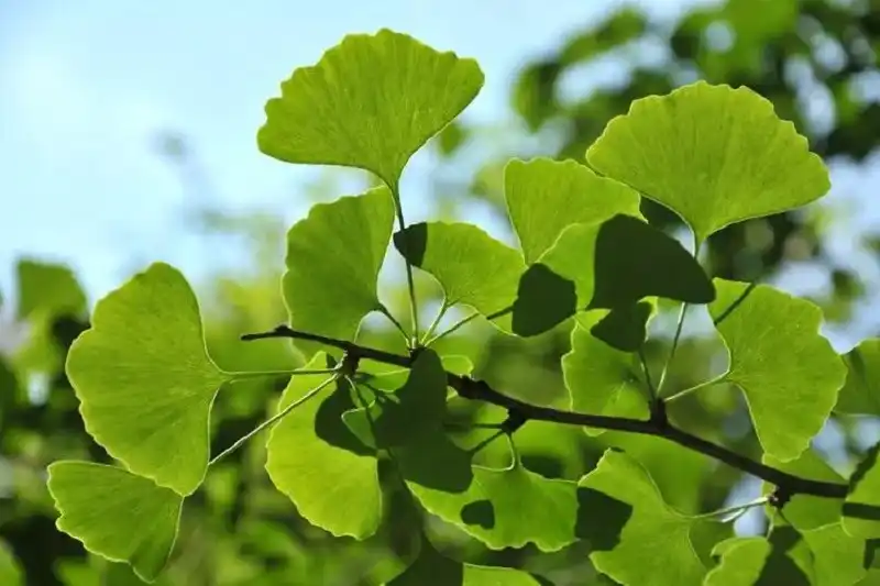 جینکو بیلوبا (Ginkgo biloba)