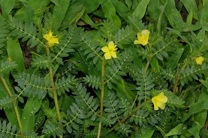 تریبولوس ترستریس (Tribulus)