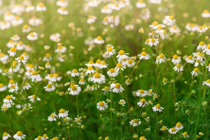 بابونه-برای-درد-التهاب-معده