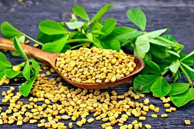 شنبلیله