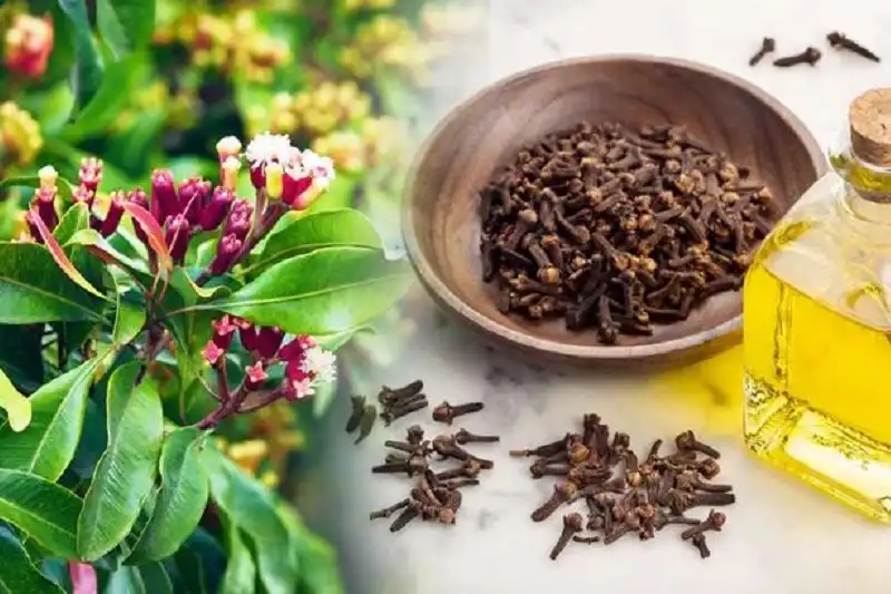 میخک-برای-درد-التهاب-معده