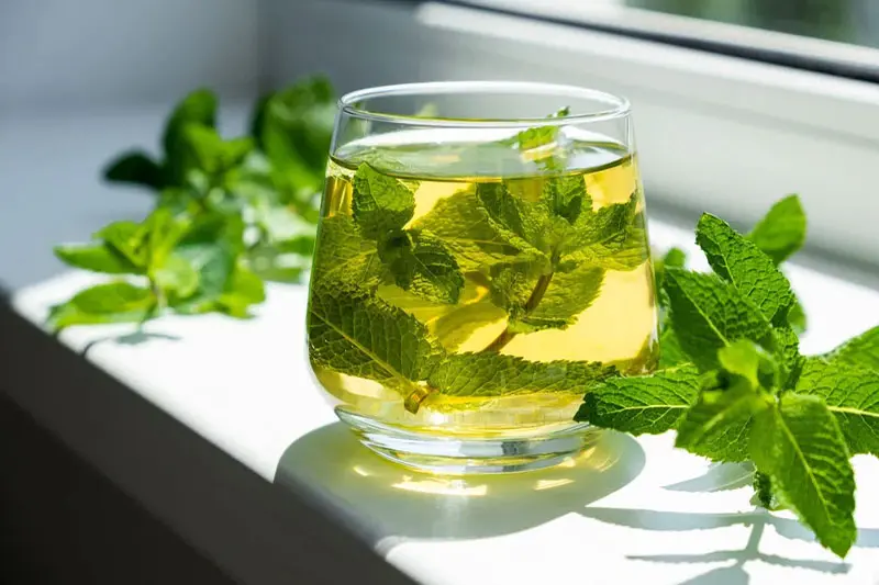 بهترین زمان مصرف دمنوش نعناع