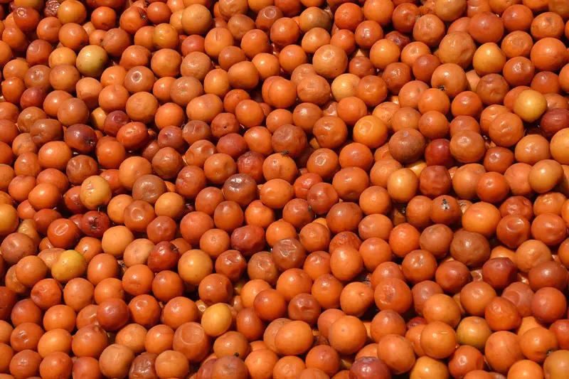 عناب برای زنان: میوه ای کوچک با فواید شگفت انگیز برای سلامت و زیبایی