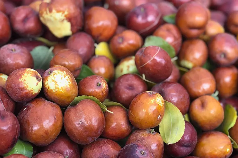 خواص عناب در بارداری و شیردهی