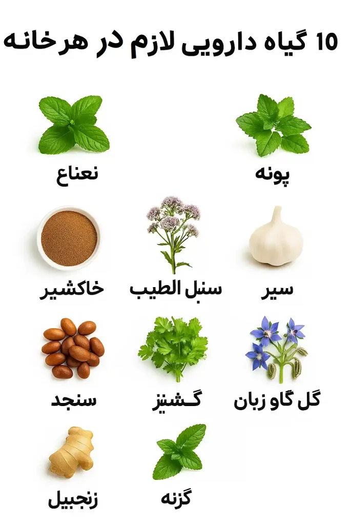 ۱۰ گیاه دارویی لازم برای خانه