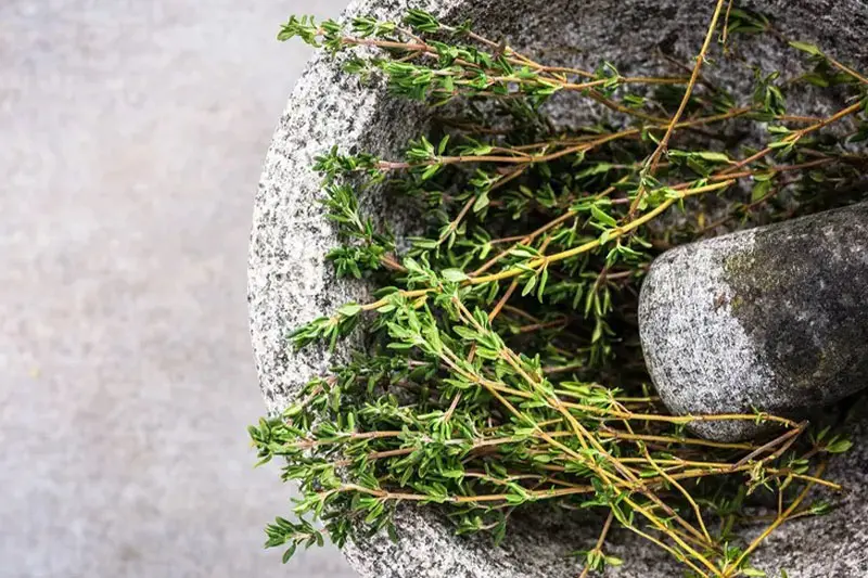 آویشن چگونه با باکتری های دهان مقابله می کند؟