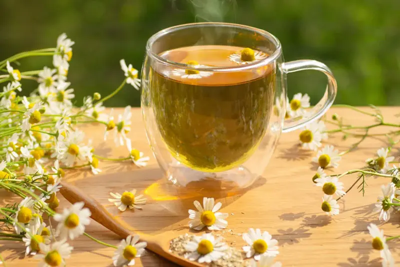 1. چای بابونه؛ محبوبترین آرامبخش طبیعی