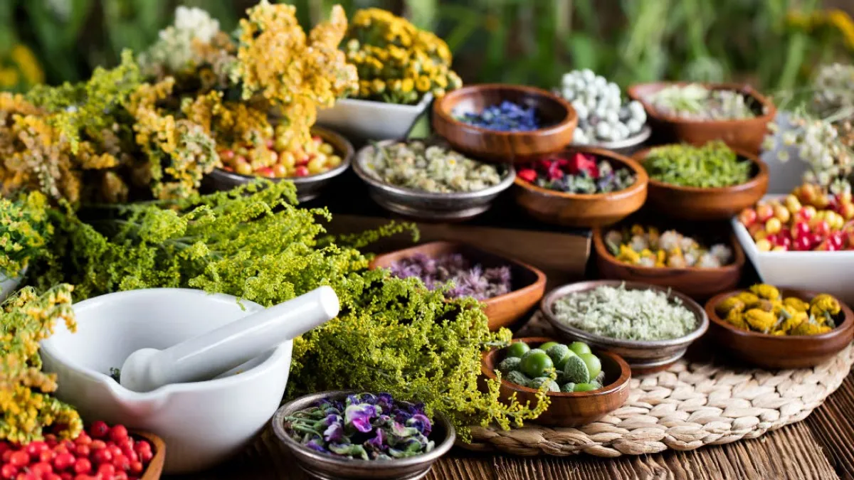 گیاهان دارویی که باید در هر خانهای باشند