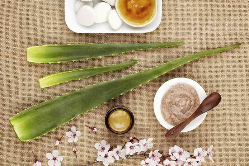 آیا آلوئهورا برای همه انواع اسکارها مفید است؟